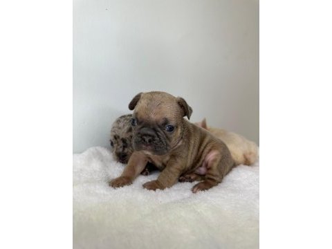French bulldog yavrularımız ırk garantilidir