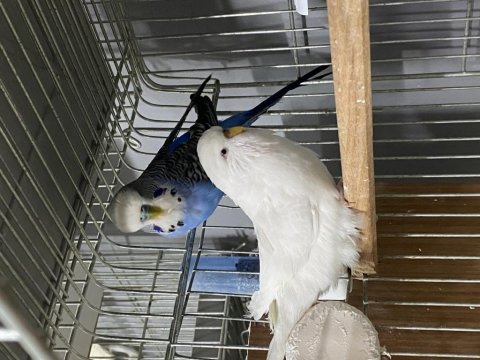 Jumbo çift a kalite muhabbet kuşlar