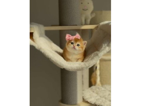 British shorthair açıklamayı okumadan aramayın lütfen