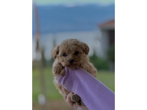 Poodle yavrularımız yeni yuvasına hazır