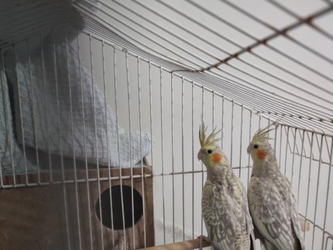 Yavru sultan papağanları
