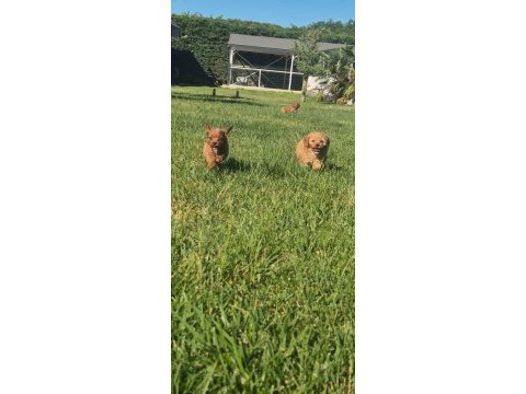 Akıllı ve tüy dökmeyen karakteriyle maltipoo yavrusu