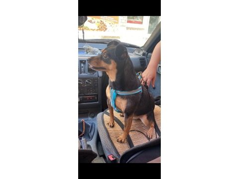 4 yaşında sağlıklı erkek minyatür pinscher