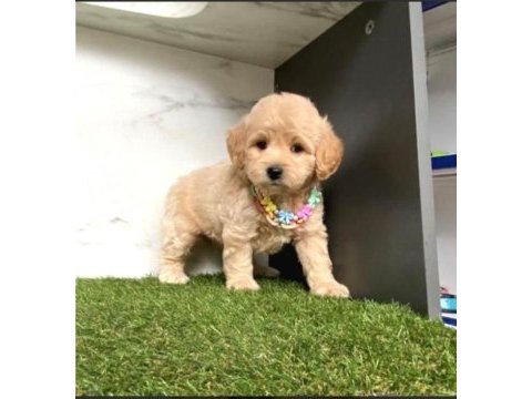 0 numara mini boy mükemmel kalite maltipoo yavru