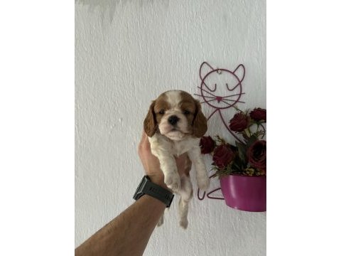 Cavalier king charles bebeklerimiz