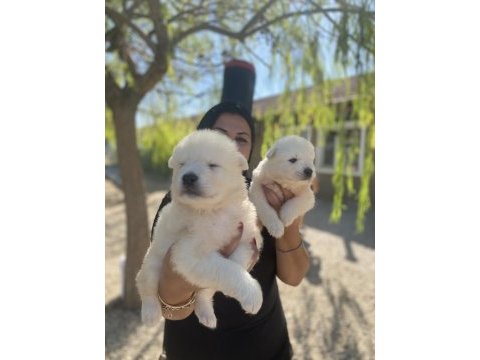 Safkan aşılı samoyed yavrularım