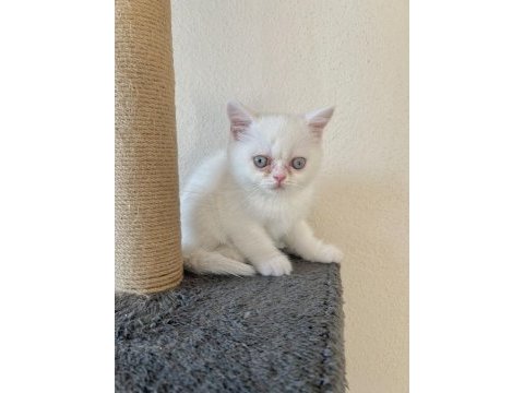 Iran persian erkek cins yavru kedi 2.5 aylık