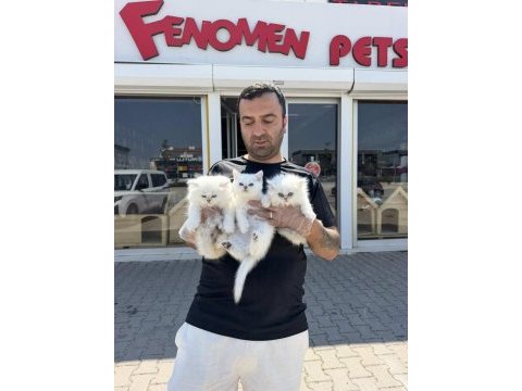 Top kafa scottısh fold yavruları fenomen pet shop