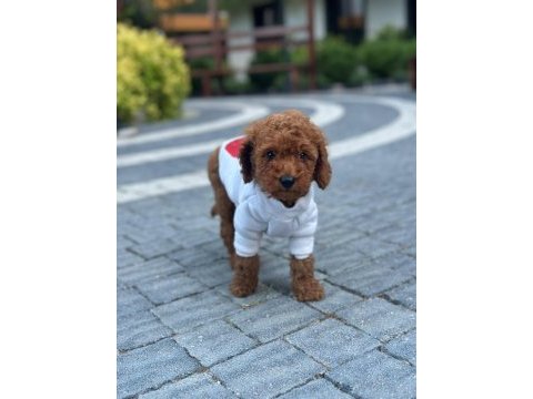 Sağlık ve ırk garantili toy poodle