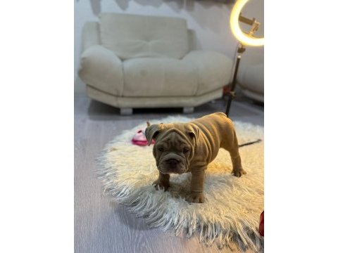 Türkiye deki en özel ingiliz bulldog yavrularımız