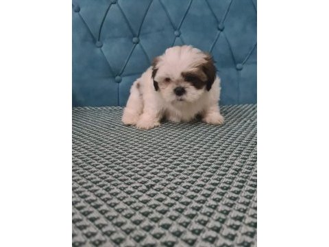 A kalite shih tzu