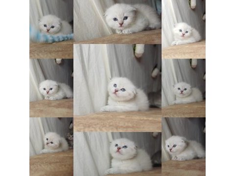 Muhteşem mavi göz ve tip scottish fold