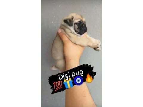A kalite pug yavrularımız