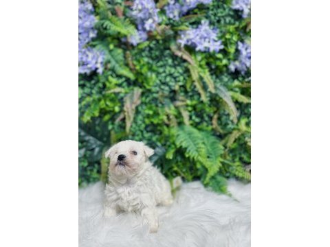 0 numara maltese terrier disi ve erkek yavrularımız