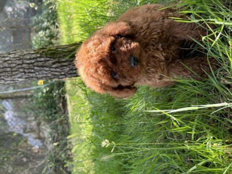 Toy poodle kore garantili