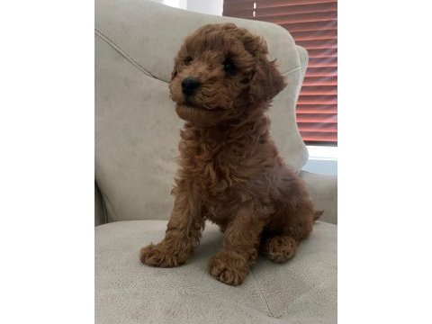 Ankara'da uygun toy poodle kendi bebeklerimiz