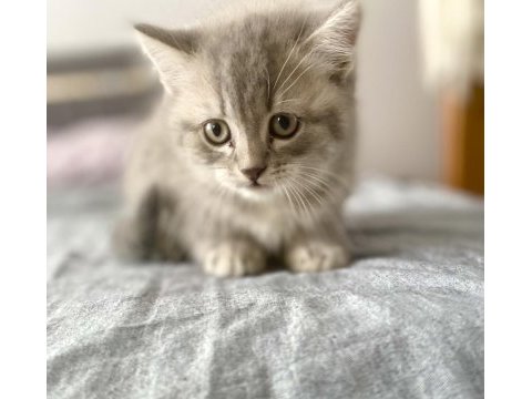 British shorthair 60 günlük