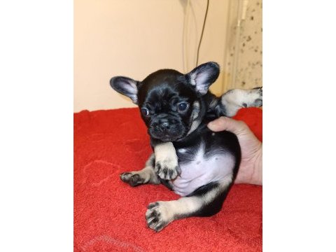 Black tan french bulldog