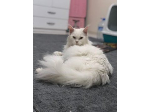 Beyaz maine coon 2 yaşında dişi kedimiz