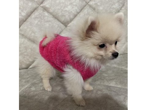 4 aylık dişi pomeranian