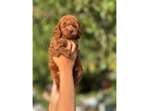 Ultra kaliteli poodle yavrular