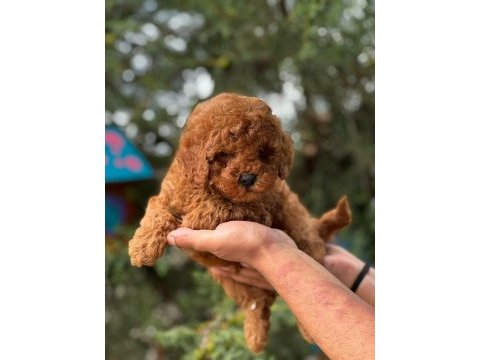 Red toy poodle yavru
