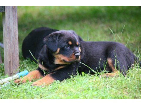 Safkan şecereli şampiyon yavru köpekler