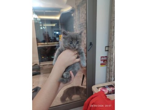 Erkek british longhair