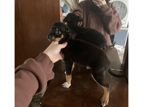 Minyatür pinscher 2 aylık