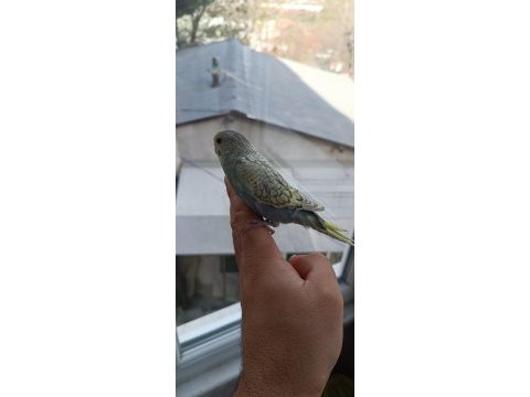 Yeni yeme düşmüş muhabbet kuşu yavrular