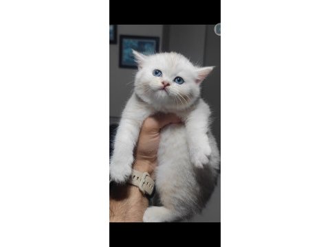 British shorthair kedimiz