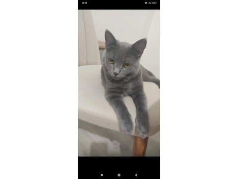 Russian blue ücretsiz olarak sahiplendirilecektir