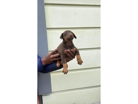 Kızıl doberman yavrularımız 