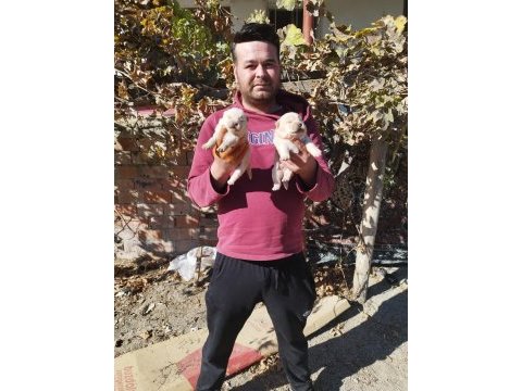 Rezerveye açık chow chow çin aslanı yavrularımız