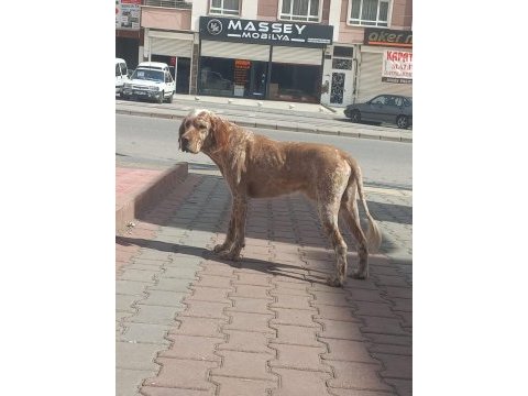 Eğitimli av köpeği