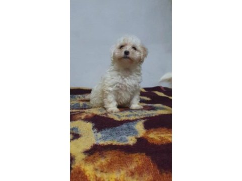 A kalite maltese bebekler