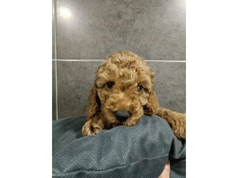 Yavru toy poodle yavruları