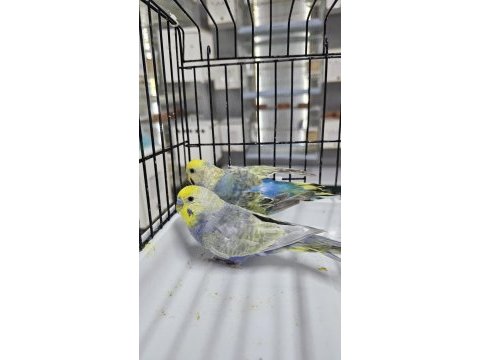 10 takım rengarenk raınbow muhabbet kuşu takımlar