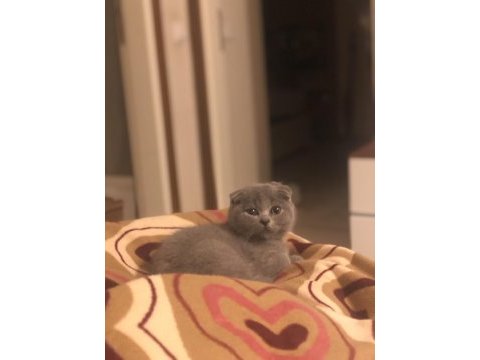 Yavru scottish fold