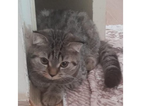 Sahibinden 6 aylık british shorthair yavru