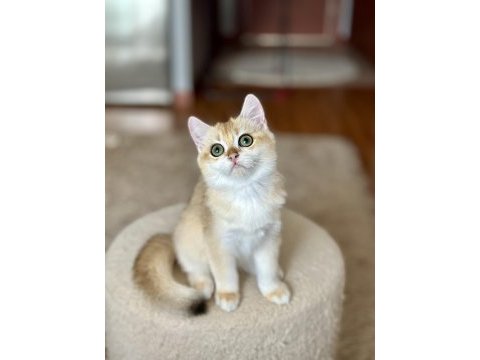 Safkan british shorthair golden erkek yavru