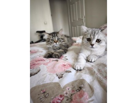Son 2 british shorthair yavrumuz