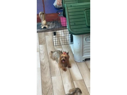 Sevgi dolu akıllı bir kız yorkshire terrier