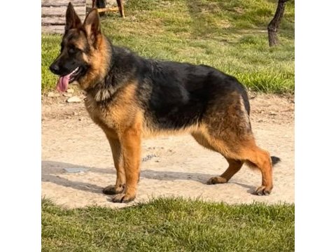 Şecereli alman çoban köpeği