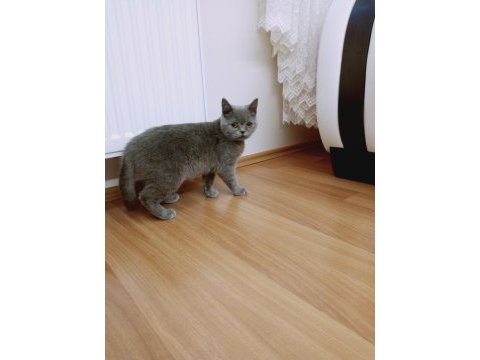 5 aylık safkan dişi british shorthair
