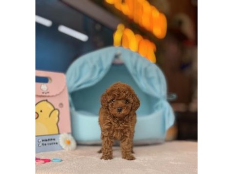 Poodle kalite asla tesadüf değildir