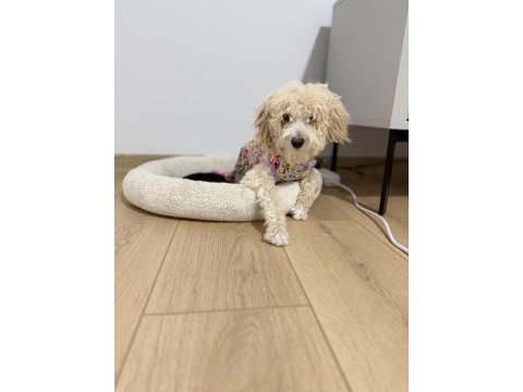 Köpeğimiz yeni yuvasını arıyor