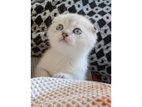 Enfes tatlı scottish fold blue point maviş yavrular