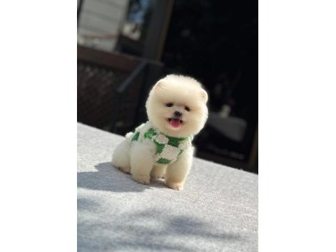 Sağlık ve ırk garantili pomeranian köpeği