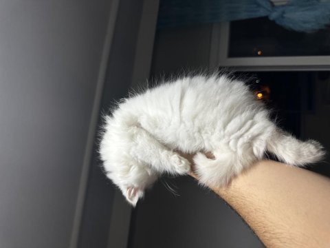 3 aylık chinchilla dişi
